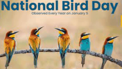 National Bird Day In United States