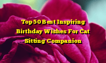 Top 50 Best Inspiring Birthday Wishes For Cat Sitting Companion