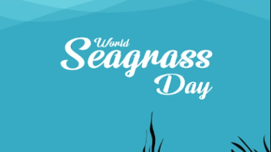 World Seagrass Day