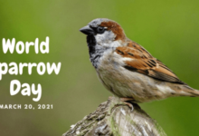 World Sparrow Day