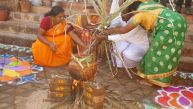 celebrate pongal a festive guide to traditions and joy