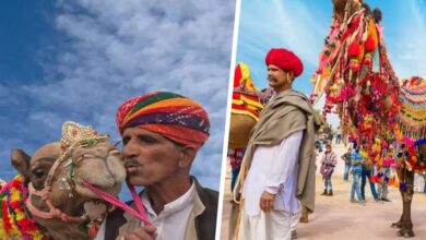discover the rich culture and traditions at the bikaner camel festival