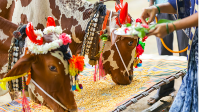 exploring the fascinating nagaur fair a vibrant cultural extravaganza