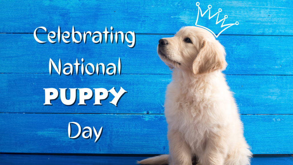 Celebrate National Puppy Day In The USA DayCelebrate 2024